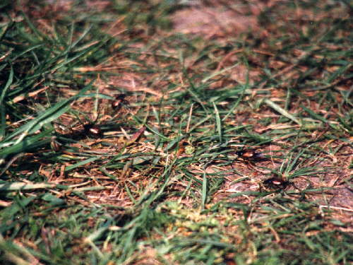 zur�ck zur Auswahl -K�fer-