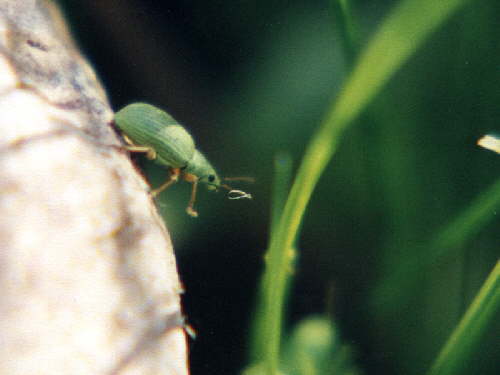 zur�ck zur Auswahl -K�fer-