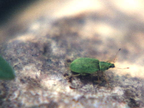 zur�ck zur Auswahl -K�fer-