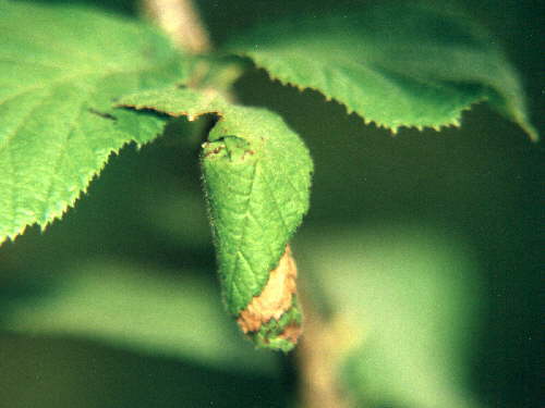 zur�ck zur Auswahl -K�fer-