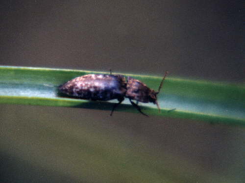 zur�ck zur Auswahl -K�fer-