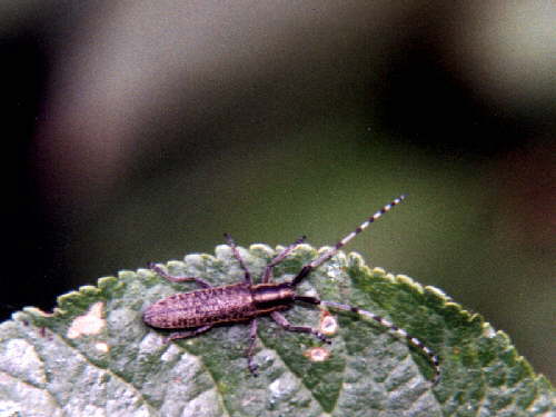 zur�ck zur Auswahl -K�fer-