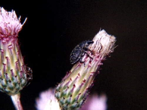 zur�ck zur Auswahl -K�fer-