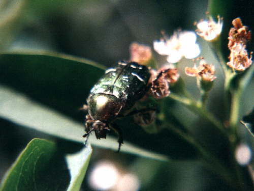 zur�ck zur Auswahl -K�fer-