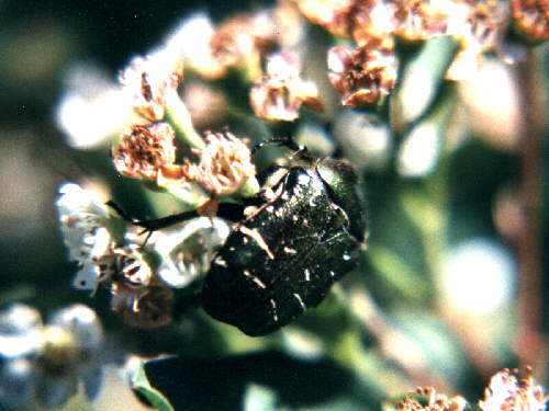 zur�ck zur Auswahl -K�fer-