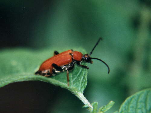 zur�ck zur Auswahl -K�fer-