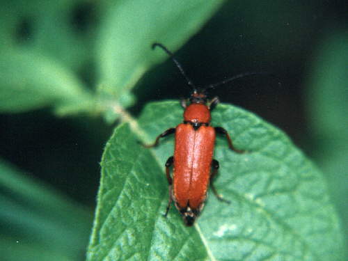 zur�ck zur Auswahl -K�fer-