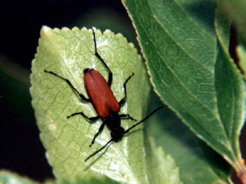 zur�ck zur Auswahl -K�fer-