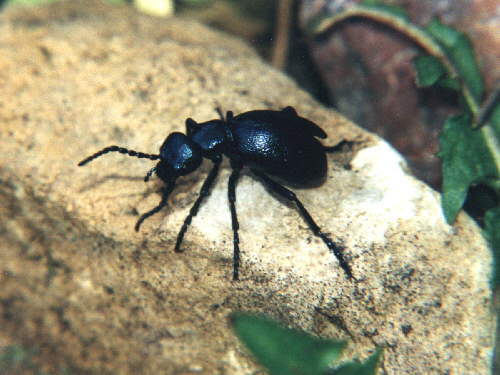 zur�ck zur Auswahl -K�fer-