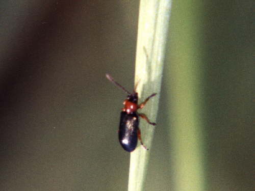 zur�ck zur Auswahl -K�fer-