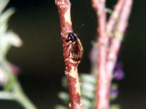 zur�ck zur Auswahl -K�fer-