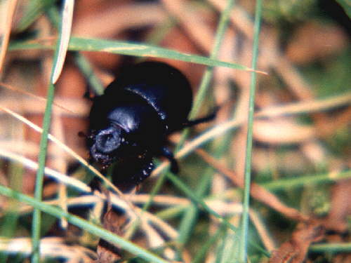 zur�ck zur Auswahl -K�fer-