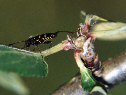 zur�ck zur Auswahl -K�fer-