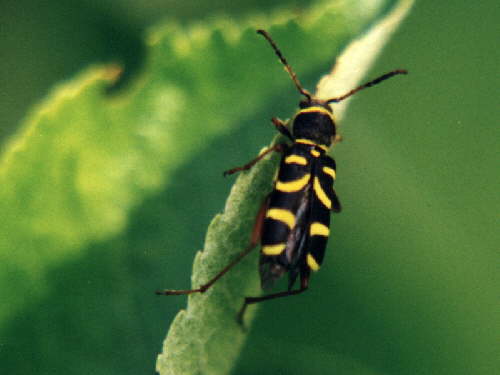 zur�ck zur Auswahl -K�fer-