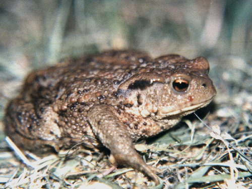 zur�ck zur Auswahl -Lurche-