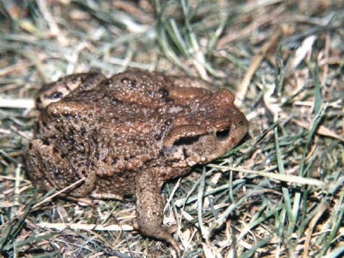 zur�ck zur Auswahl -Lurche-