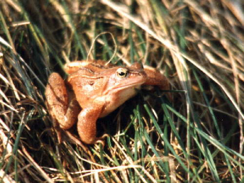 zur�ck zur Auswahl -Lurche-