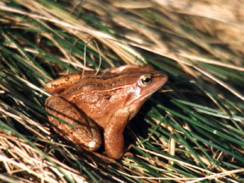 zur�ck zur Auswahl -Lurche-