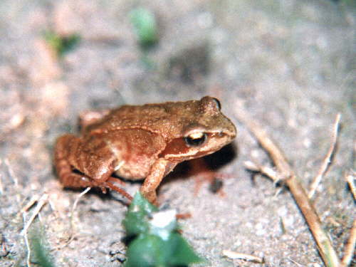 zur�ck zur Auswahl -Lurche-