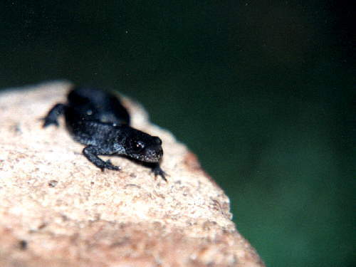 zur�ck zur Auswahl -Lurche-