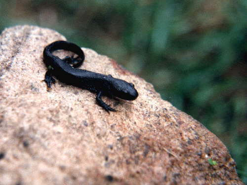 zur�ck zur Auswahl -Lurche-