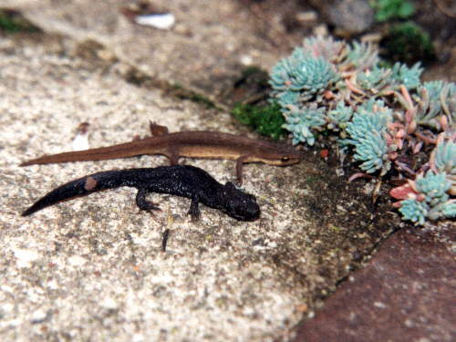 zur�ck zur Auswahl -Lurche-