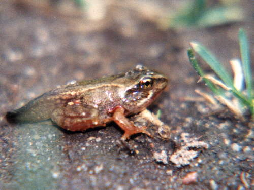 zur�ck zur Auswahl -Lurche-