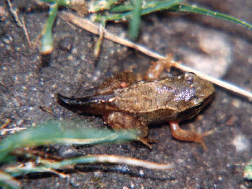 zur�ck zur Auswahl -Lurche-