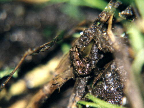 zur�ck zur Auswahl -Lurche-