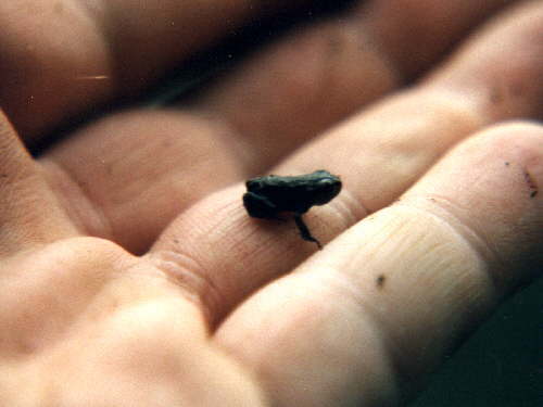 zur�ck zur Auswahl -Lurche-