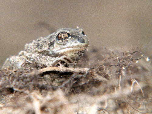 zur�ck zur Auswahl -Lurche-