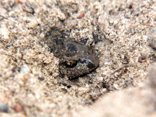 zur�ck zur Auswahl -Lurche-