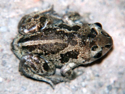 zur�ck zur Auswahl -Lurche-