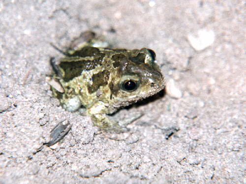 zur�ck zur Auswahl -Lurche-