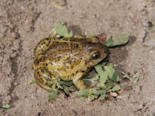 zur�ck zur Auswahl -Lurche-