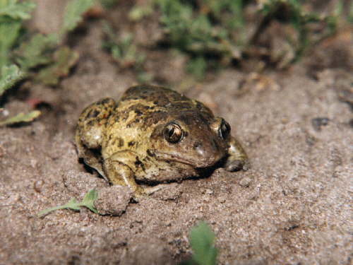 zur�ck zur Auswahl -Lurche-