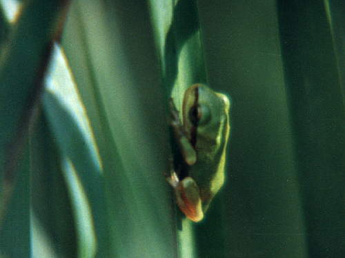 zur�ck zur Auswahl -Lurche-