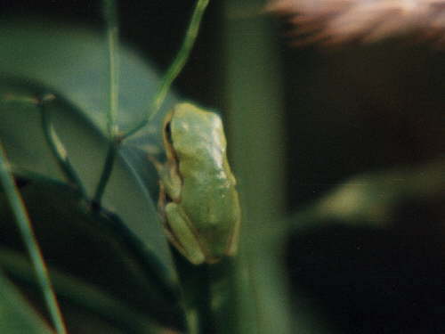 zur�ck zur Auswahl -Lurche-