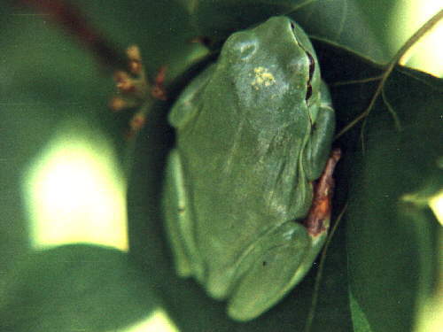 zur�ck zur Auswahl -Lurche-