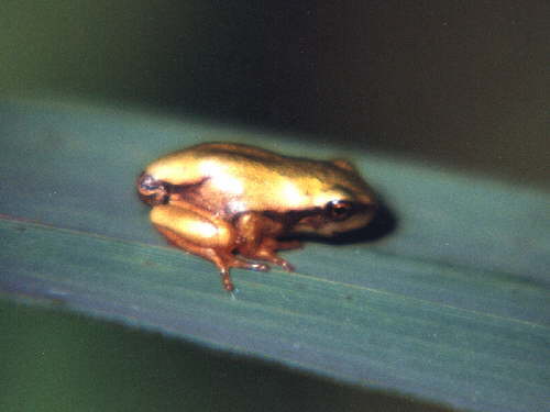 zur�ck zur Auswahl -Lurche-