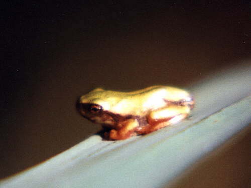 zur�ck zur Auswahl -Lurche-