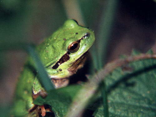 zur�ck zur Auswahl -Lurche-