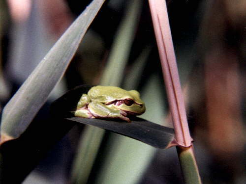 zur�ck zur Auswahl -Lurche-