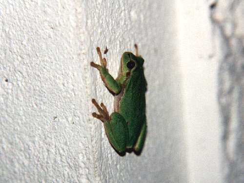 zur�ck zur Auswahl -Lurche-