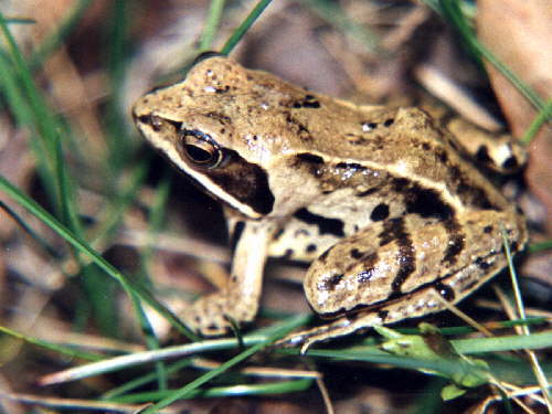 zur�ck zur Auswahl -Lurche-