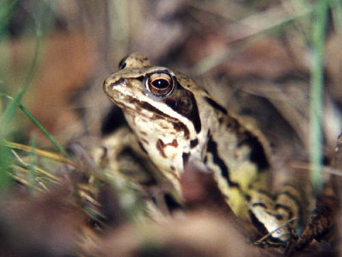 zur�ck zur Auswahl -Lurche-