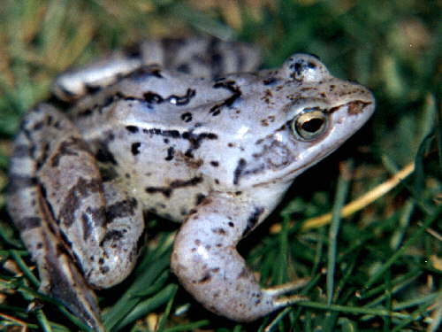 zur�ck zur Auswahl -Lurche-