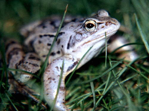 zur�ck zur Auswahl -Lurche-