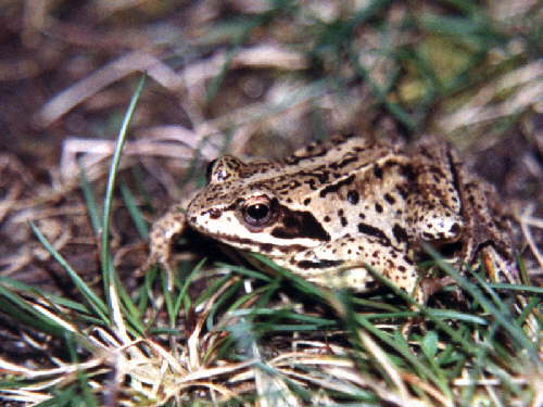 zur�ck zur Auswahl -Lurche-