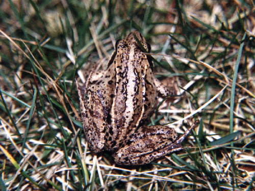 zur�ck zur Auswahl -Lurche-